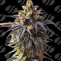 Velvet  Drip  Auto