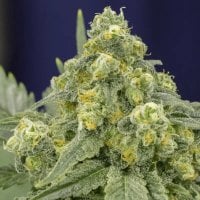 White  Widow