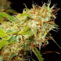 Ace Cannabis Seeds Auto Zamaldelica