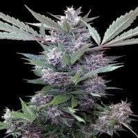 Ace  Cannabis  Seeds  Bubba  Kush  X  Pck