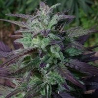 Ace  Cannabis  Seeds  China  Yunnan