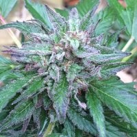 Ace  Cannabis  Seeds  Early  Bubba