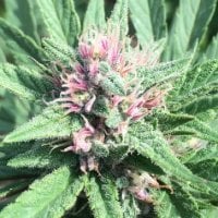 Ace  Cannabis  Seeds  Erdpurt  X  Pck