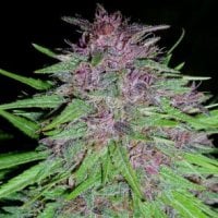 Ace  Cannabis  Seeds  Erdpurt