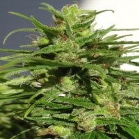 Ace  Cannabis  Seeds  Ethiopia