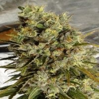 Ace  Cannabis  Seeds  Limited  Edition  C5  Haze  X  Kali  China