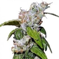 Ace  Cannabis  Seeds  Limited  Edition  Green  Haze 19  A5