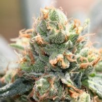 Ace  Cannabis  Seeds  Limited  Edition  Hash  Tonic