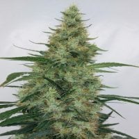 Ace  Cannabis  Seeds  Limited  Edition  Super  Panama  Haze