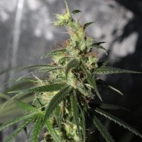 Ace  Cannabis  Seeds  Limited  Edition  Thai  A5  Haze