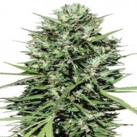 Ace  Cannabis  Seeds  Moroccan  Beldia  Kif