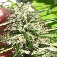 Ace  Cannabis  Seeds  New  Caledonia