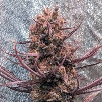 Ace  Cannabis  Seeds  Panama  Haze
