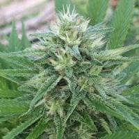 Ace  Cannabis  Seeds  Panama  X  Bangi  Haze
