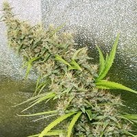Ace  Cannabis  Seeds  Thai  X  Panama