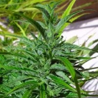 Ace  Cannabis  Seeds  Thai