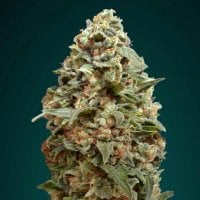 Advanced  Cannabis  Seeds  Afghan  Skunk