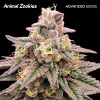 Advanced  Cannabis  Seeds  Animal  Zookies
