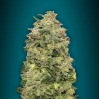 Advanced  Cannabis  Seeds  Auto  Afghan  Skunk