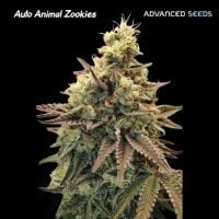 Advanced  Cannabis  Seeds  Auto  Animal  Zookies