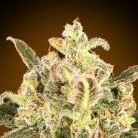 Advanced Cannabis Seeds Auto Biodiesel Mass Xxl