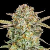 Advanced  Cannabis  Seeds  Auto  Bruce  Banner  Xxl