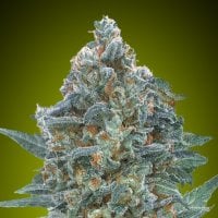 Advanced  Cannabis  Seeds  Auto  Critical  Lemon  Cbd