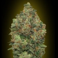 Advanced  Cannabis  Seeds  Auto  Critical  Soma