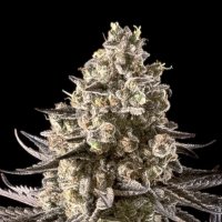 Advanced  Cannabis  Seeds  Auto  Fire  Dog