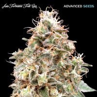Advanced  Cannabis  Seeds  Auto  Forbidden  Fruit  Cake