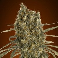 Advanced  Cannabis  Seeds  Auto  Jack  Herer
