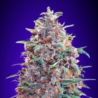 Advanced  Cannabis  Seeds  Auto  Purple  Diesel