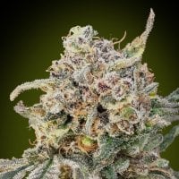 Advanced Cannabis Seeds Auto Somango Glue