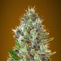 Advanced  Cannabis  Seeds  Auto  Somango