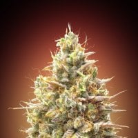 Advanced  Cannabis  Seeds  Auto  Strawberry  Banana