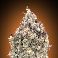 Advanced  Cannabis  Seeds  Auto  Watermelon  Og