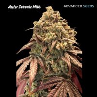 Advanced  Cannabis  Seeds  Auto  Zerealz  Milk
