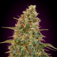 Advanced Cannabis Seeds Auto Zkittlez
