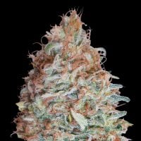 Advanced  Cannabis  Seeds  Banana  Cookies