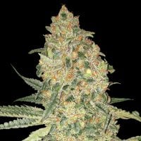 Advanced  Cannabis  Seeds  Bruce  Banner