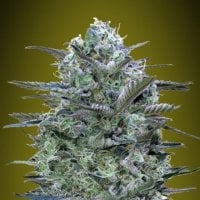 Advanced  Cannabis  Seeds  Critical  Lemon