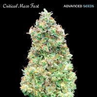 Advanced  Cannabis  Seeds  Critical  Mass  Fast  Version