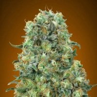 Advanced  Cannabis  Seeds  Critical  Mass