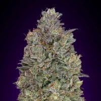 Advanced  Cannabis  Seeds  Critical  Purple  Kush