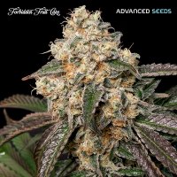 Advanced  Cannabis  Seeds  Forbidden  Fruit  Cake