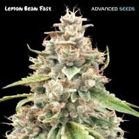 Advanced  Cannabis  Seeds  Lemon  Bean  Fast  Version
