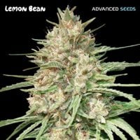 Advanced  Cannabis  Seeds  Lemon  Bean