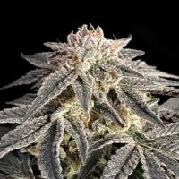 Advanced  Cannabis  Seeds  Permanent  Marker