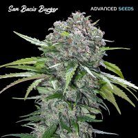 Advanced  Cannabis  Seeds  San  Bacio  Burger
