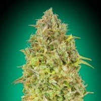 Advanced  Cannabis  Seeds  Skunk 47